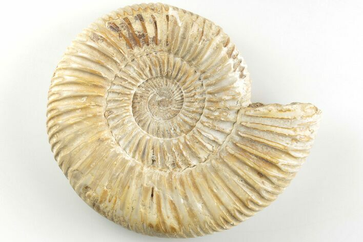 Polished Jurassic Ammonite (Perisphinctes) - Madagascar #203872